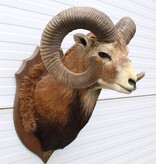 Opgezette KOP MOEFLON RAM op  houten schild