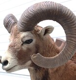 Opgezette KOP MOEFLON RAM op  houten schild