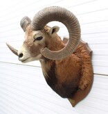 Opgezette KOP MOEFLON RAM op  houten schild