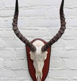 Schedel IMPALA ANTILOPE  op houten schild