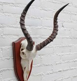 Schedel IMPALA ANTILOPE  op houten schild