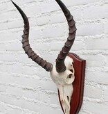 Schedel IMPALA ANTILOPE  op houten schild