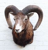 Opgezette KOP MOEFLON RAM