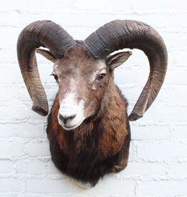 Opgezette KOP MOEFLON RAM - ref. F