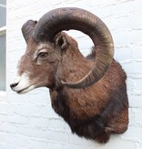 Opgezette KOP MOEFLON RAM