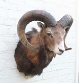 Opgezette KOP MOEFLON RAM