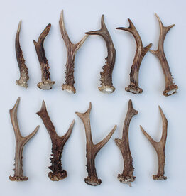 11 stangetjes REE GEWEI 16-19 cm - Ref. E