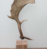Groot DAMHERT GEWEI op houten sokkel