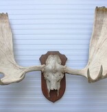 Groot  ALASKA ELAND GEWEI op solide houten schild ("MOOSE")
