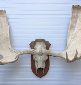 Groot ALASKA ELAND GEWEI op houten schild ("MOOSE")