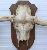 Groot  ALASKA ELAND GEWEI op solide houten schild ("MOOSE")