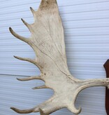 Groot  ALASKA ELAND GEWEI op solide houten schild ("MOOSE")