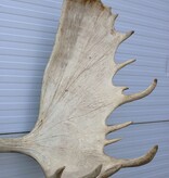 Groot  ALASKA ELAND GEWEI op solide houten schild ("MOOSE")