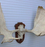 Groot  ALASKA ELAND GEWEI op solide houten schild ("MOOSE")