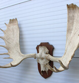Groot  ALASKA ELAND GEWEI op solide houten schild ("MOOSE")