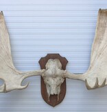 Groot  ALASKA ELAND GEWEI op solide houten schild ("MOOSE")