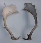 2 grote DAMHERT GEWEI STANGEN - afwerp - 70 cm