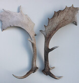 2 grote DAMHERT GEWEI STANGEN - afwerp - 70 cm