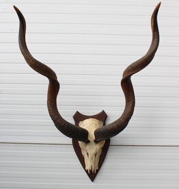Grote schedel KUDU ANTILOPE - Ref. A
