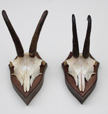 2 x  GEMS hoorns / gewei op  solide eiken schild