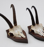 2 x  GEMS hoorns / gewei op  solide eiken schild