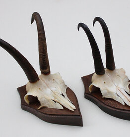 2 x  GEMS hoorns / gewei op  solide eiken schild