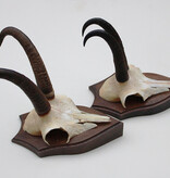 2 x  GEMS hoorns / gewei op  solide eiken schild