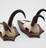 2 x  GEMS hoorns / gewei op  solide eiken schild