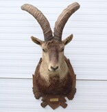 Grote opgezette kop PYRENEEËN STEENBOK (Capra pyrenaica)