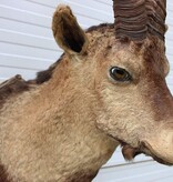 Grote opgezette kop PYRENEEËN STEENBOK (Capra pyrenaica)