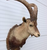 Grote opgezette kop PYRENEEËN STEENBOK (Capra pyrenaica)