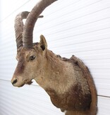 Grote opgezette kop PYRENEEËN STEENBOK (Capra pyrenaica)