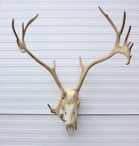 ALASKA KARIBOE / CARIBOU GEWEI