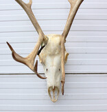 ALASKA KARIBOE / CARIBOU GEWEI