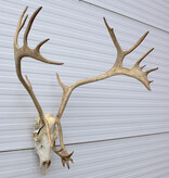 ALASKA KARIBOE / CARIBOU GEWEI