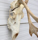 ALASKA KARIBOE / CARIBOU GEWEI