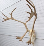 ALASKA KARIBOE / CARIBOU GEWEI