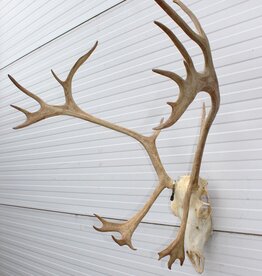 ALASKA KARIBOE / CARIBOU GEWEI - ref.  B
