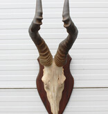 Schedel RED HARTEBEEST op houten schild