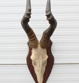 Schedel RED HARTEBEEST - ref. F