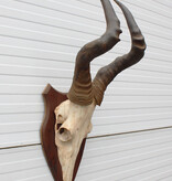 Schedel RED HARTEBEEST op houten schild