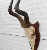 Schedel RED HARTEBEEST op houten schild