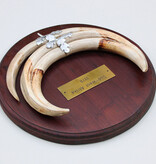 Tanden WRATTENZWIJN op hardhouten schild