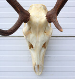 EDELHERT GEWEI abnorm ongelijke 8-ender