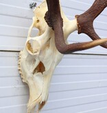 EDELHERT GEWEI abnorm ongelijke 8-ender