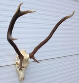 EDELHERT GEWEI abnorm ongelijke 8-ender