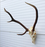 EDELHERT GEWEI abnorm ongelijke 8-ender