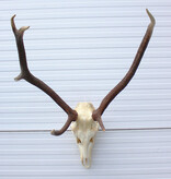 EDELHERT GEWEI abnorm ongelijke 8-ender