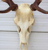 Groot EDELHERT GEWEI 10-ender compleet met kiezen