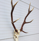 Groot EDELHERT GEWEI 10-ender compleet met kiezen